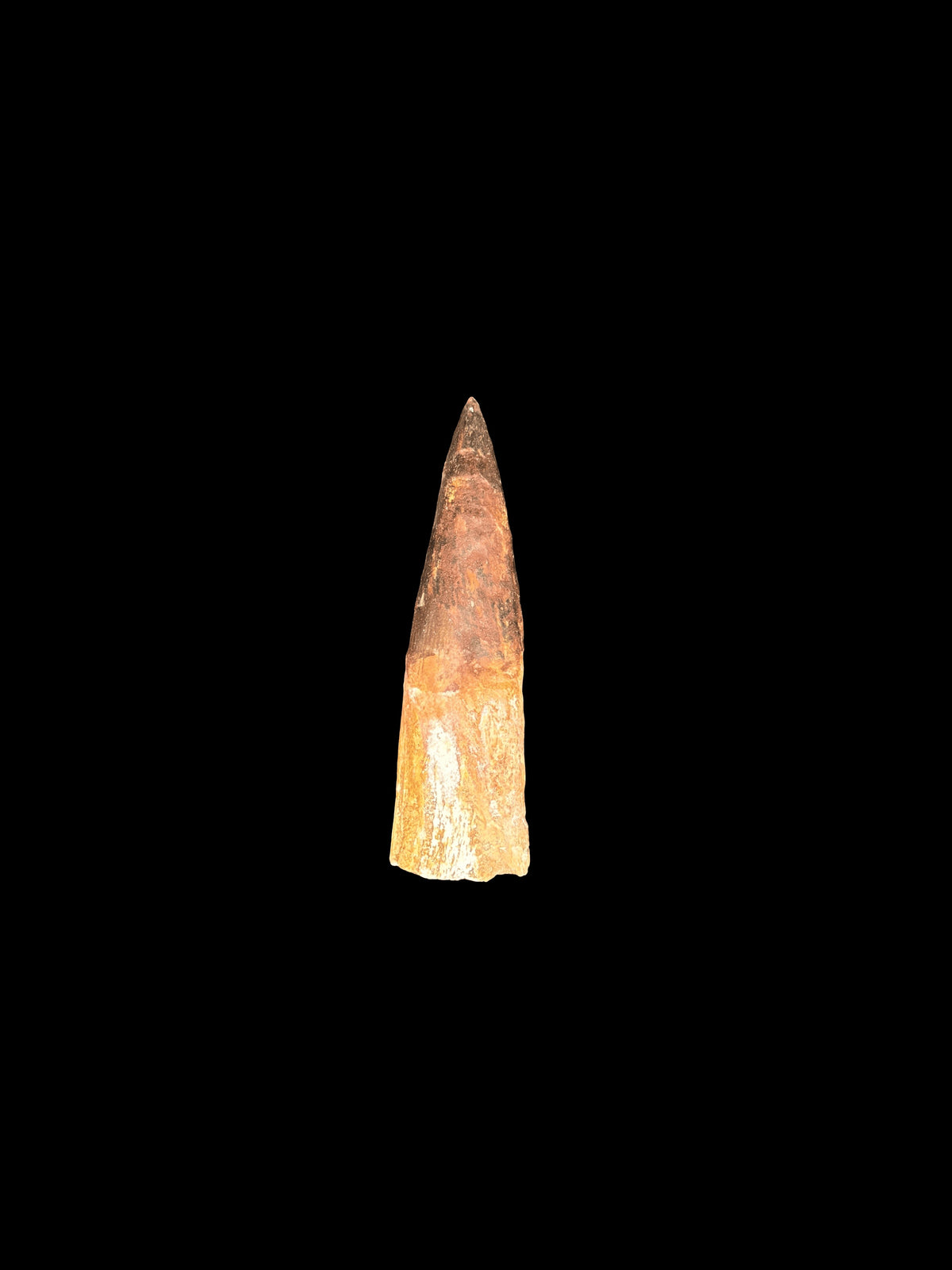 3” Spinosaurus Maroccanus