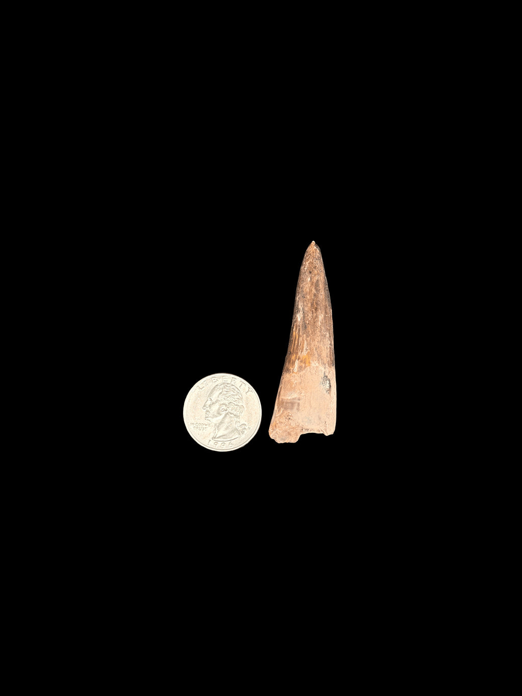 2”3/8” Spinosaurus Maroccanus