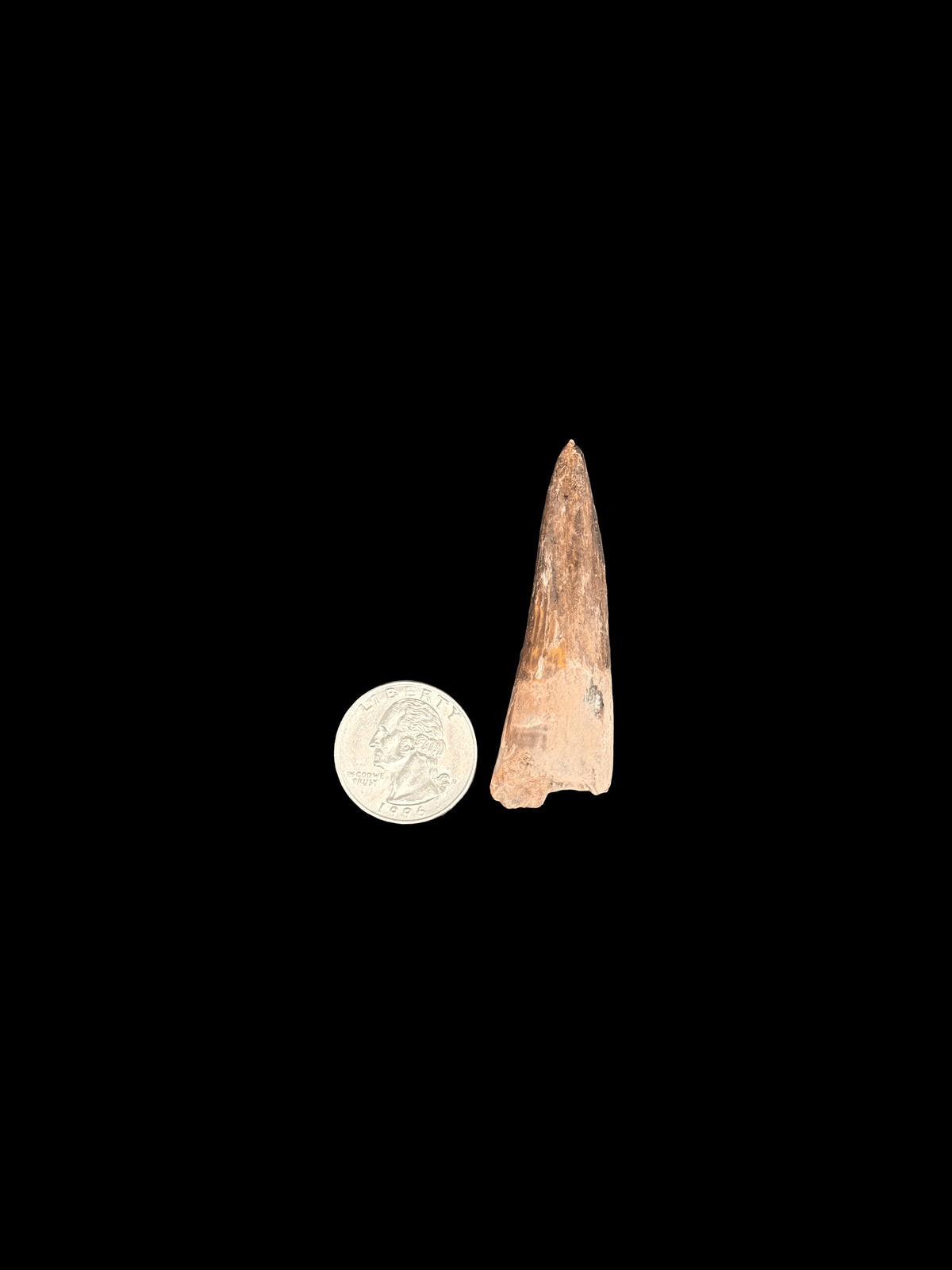 2”3/8” Spinosaurus Maroccanus