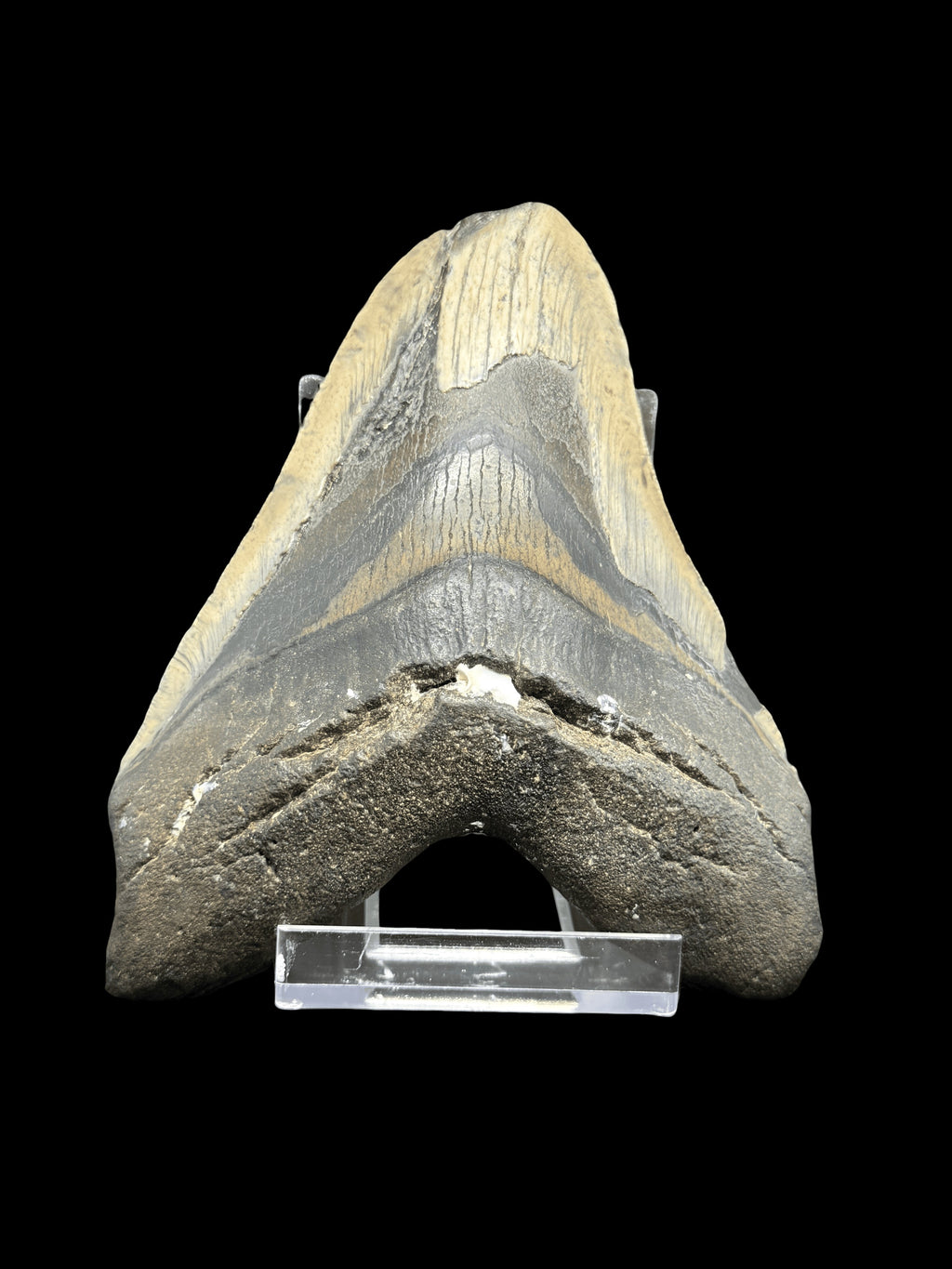 5”1/4” Megalodon Tooth