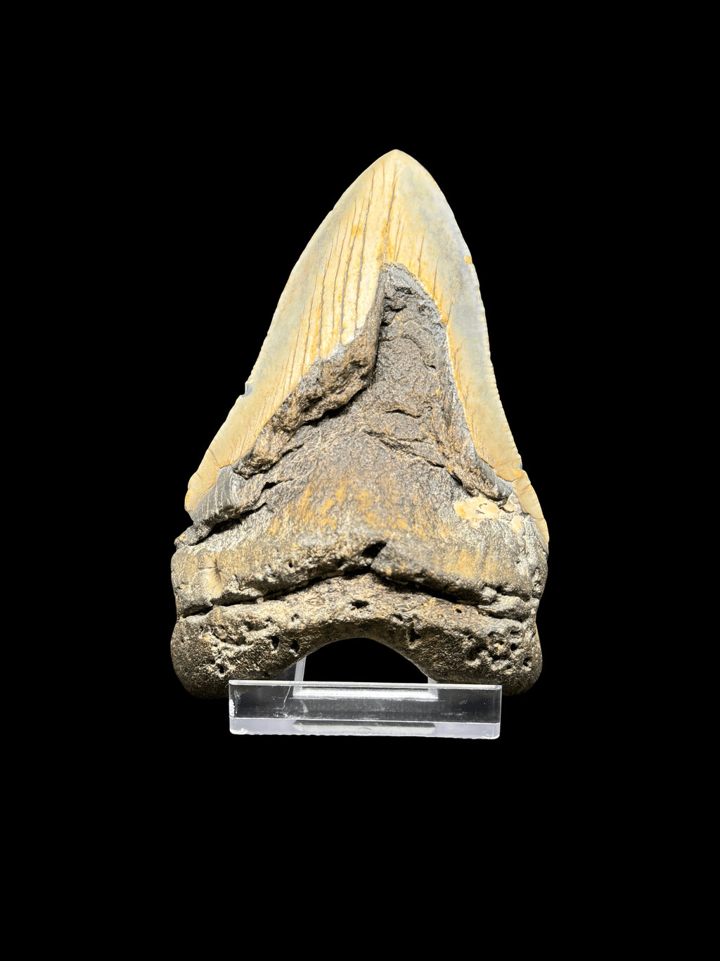 5” Megalodon Tooth