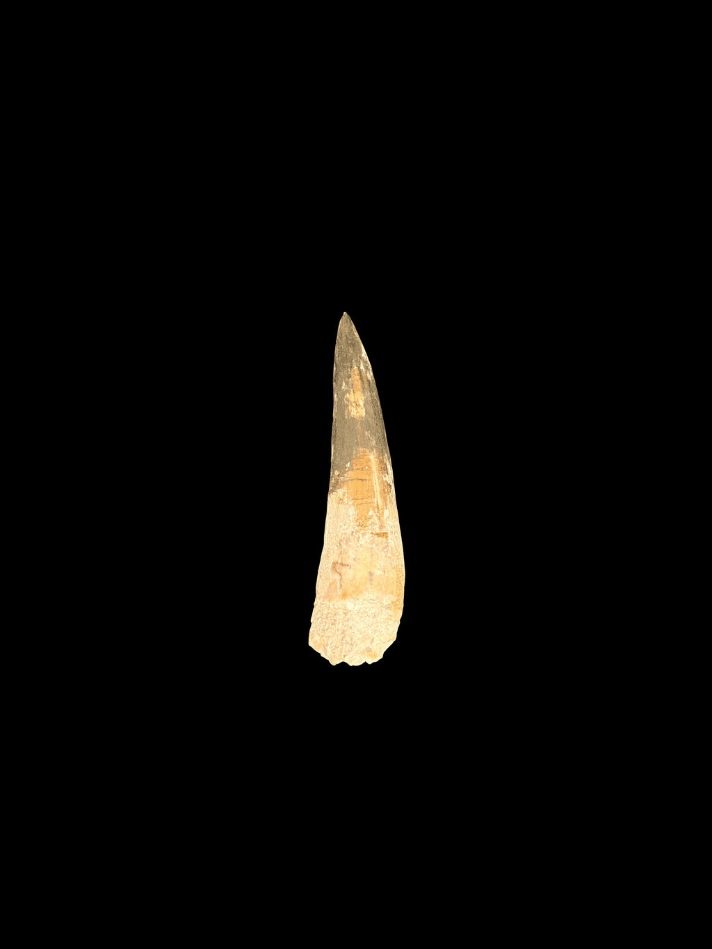 3” Spinosaurus Maroccanus