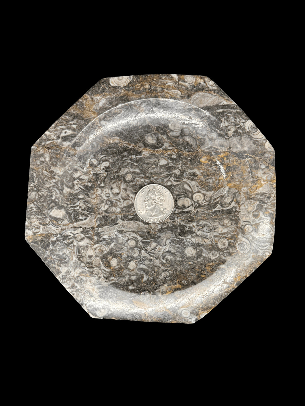 450 Million Years Old Fossil Plate