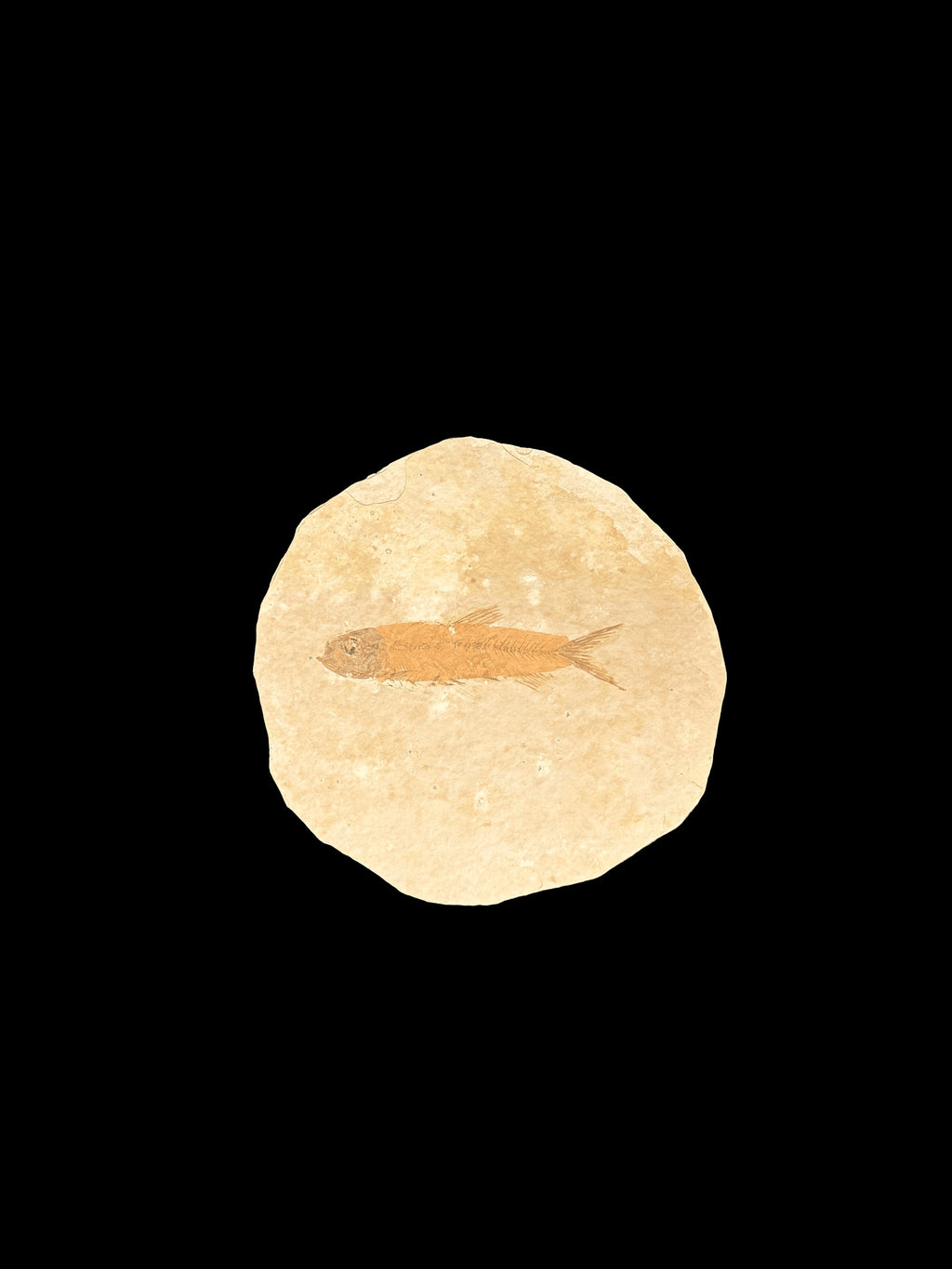 Diplomystus Dentatus Fish Fossil