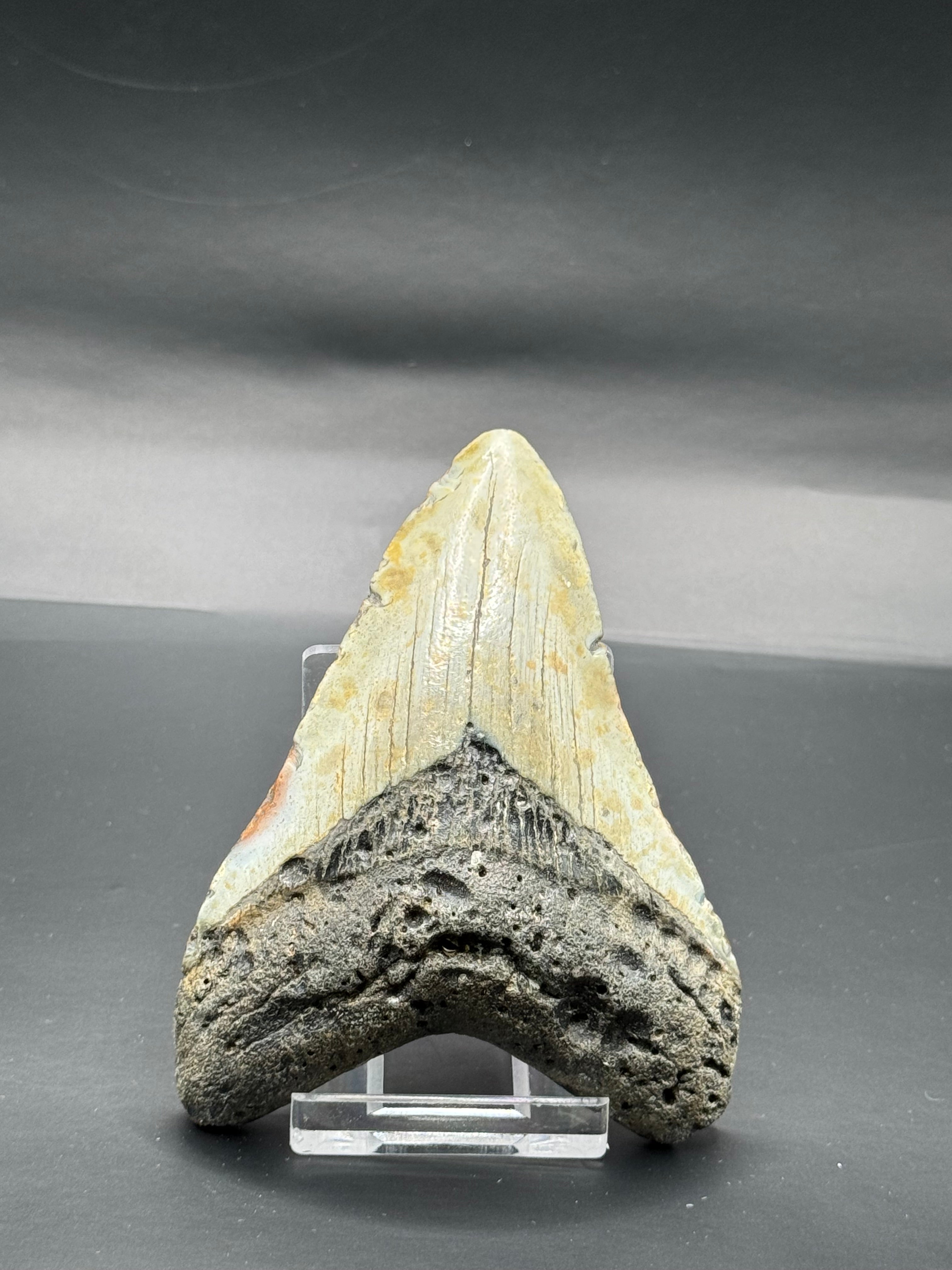 Megalodon teeth.