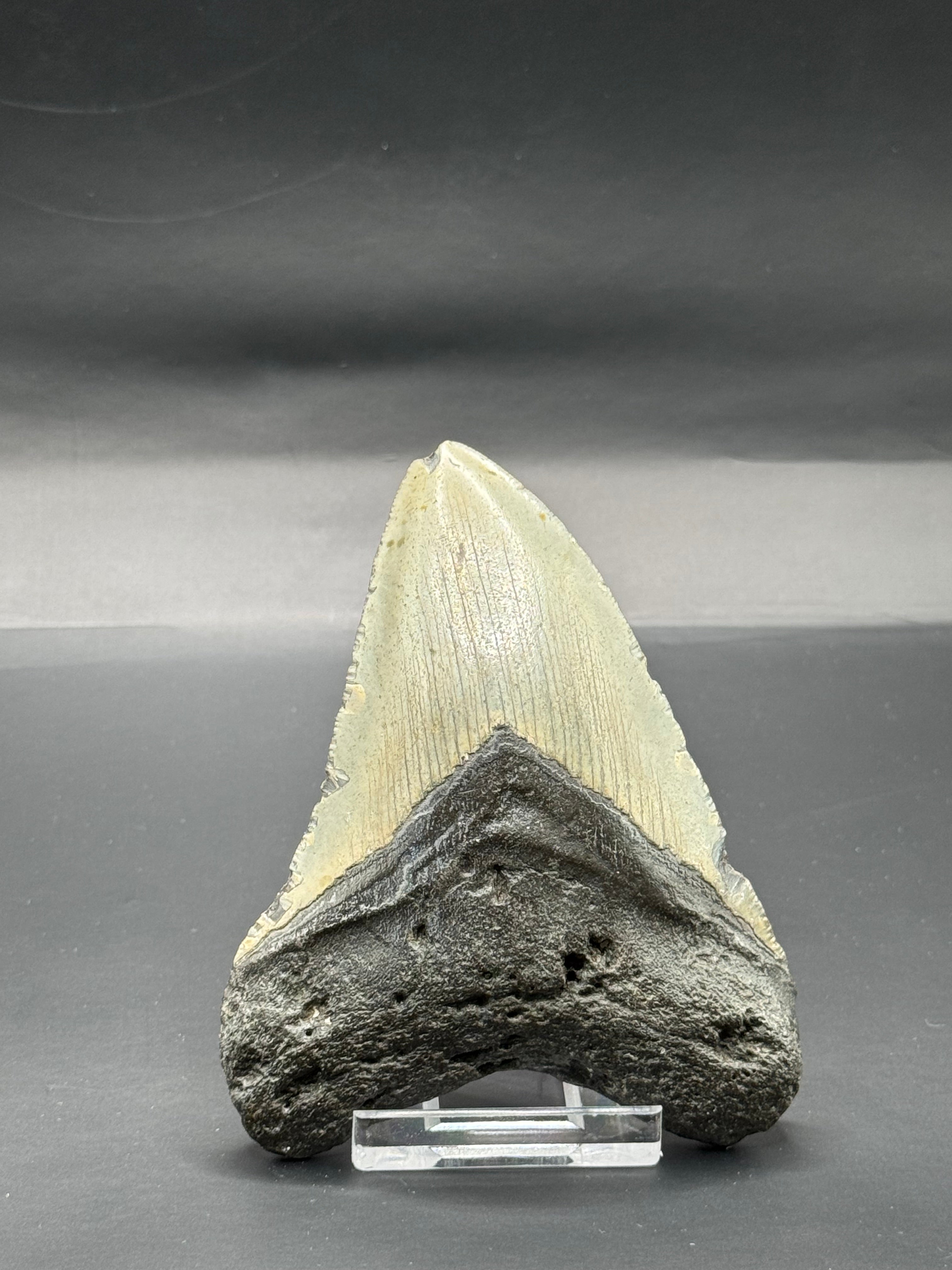 Megalodon teeth.