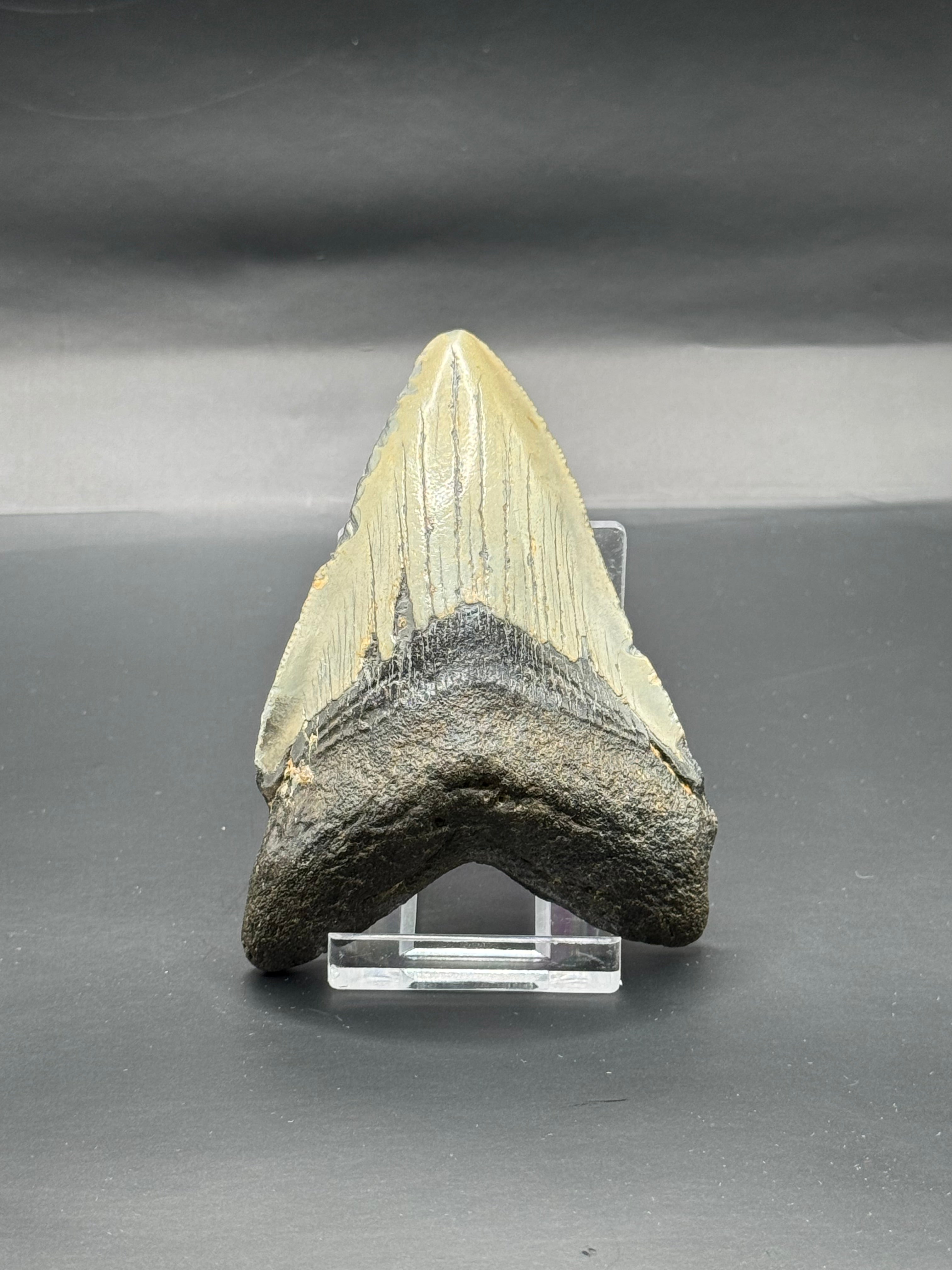Megalodon teeth.