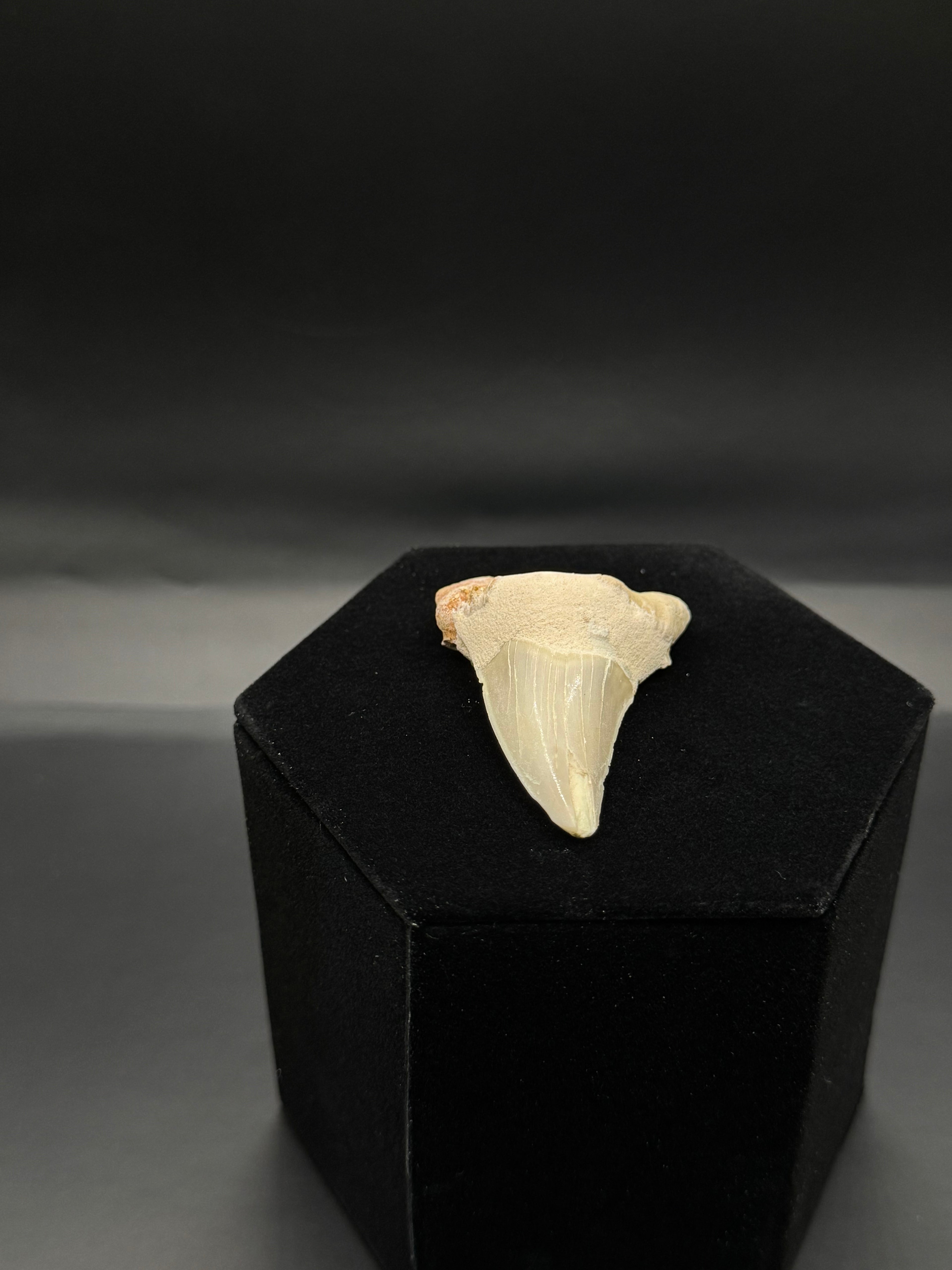 Shark tooth.