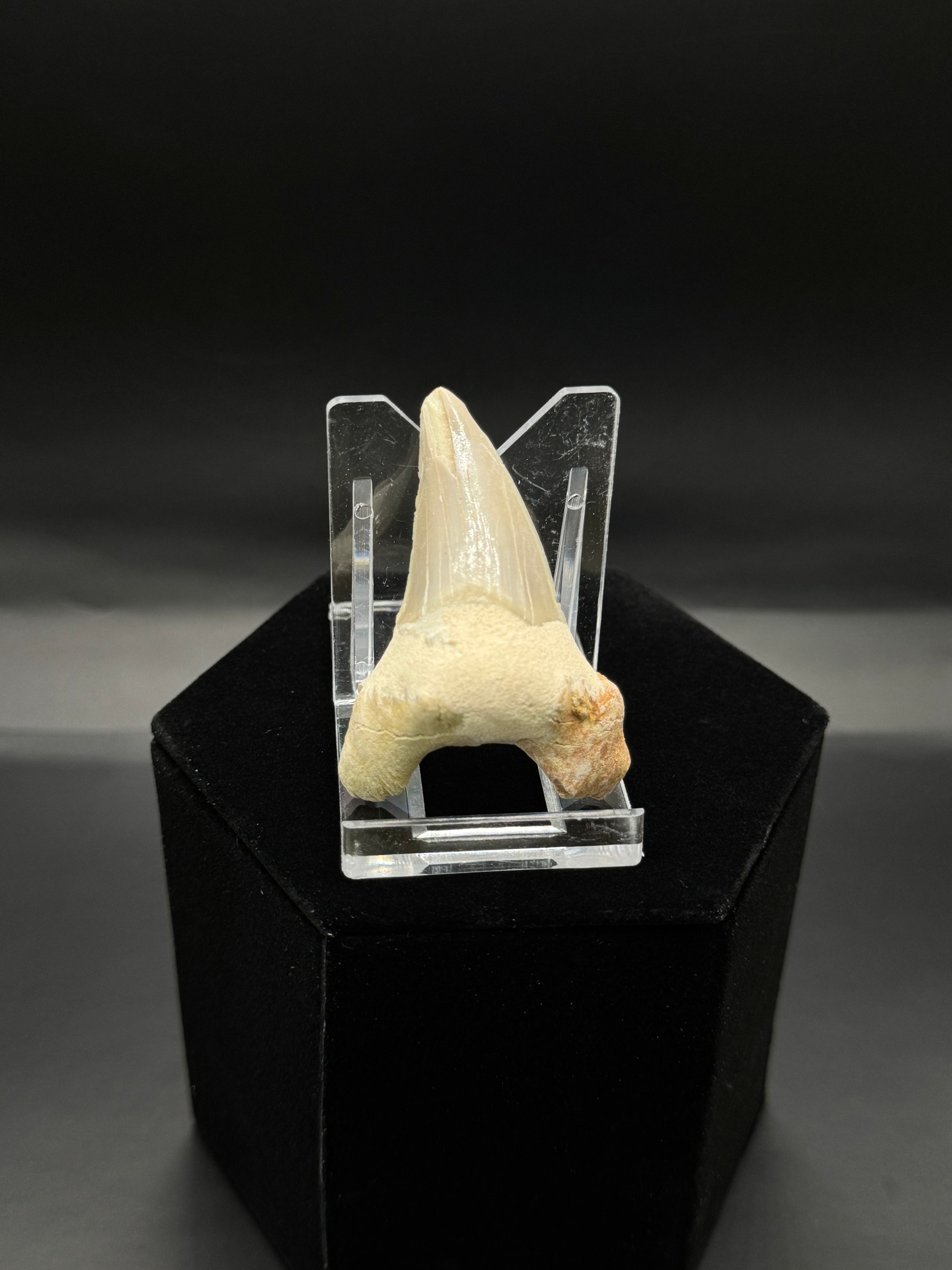 Shark tooth.