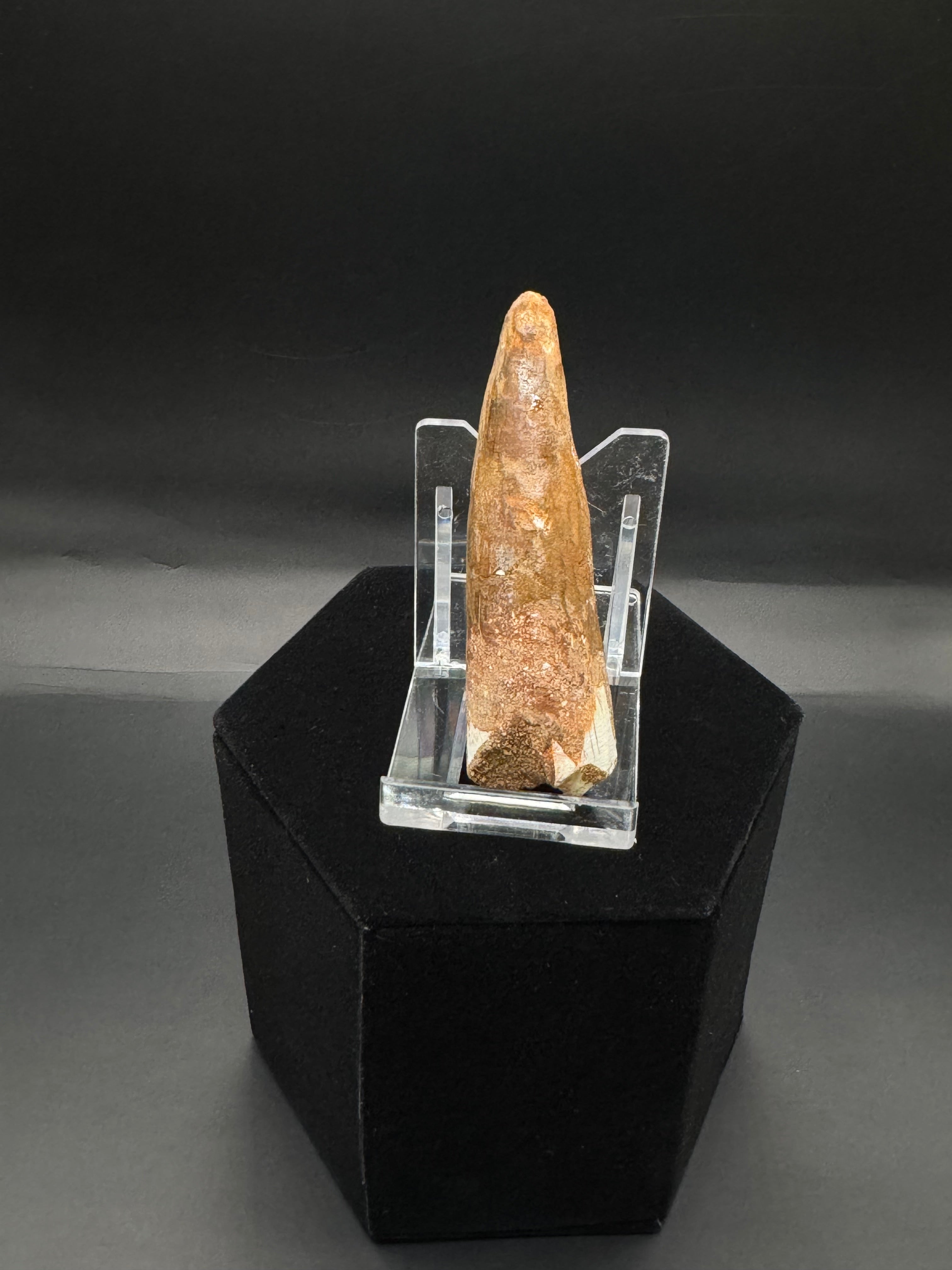 African Spinosaurs teeth.
