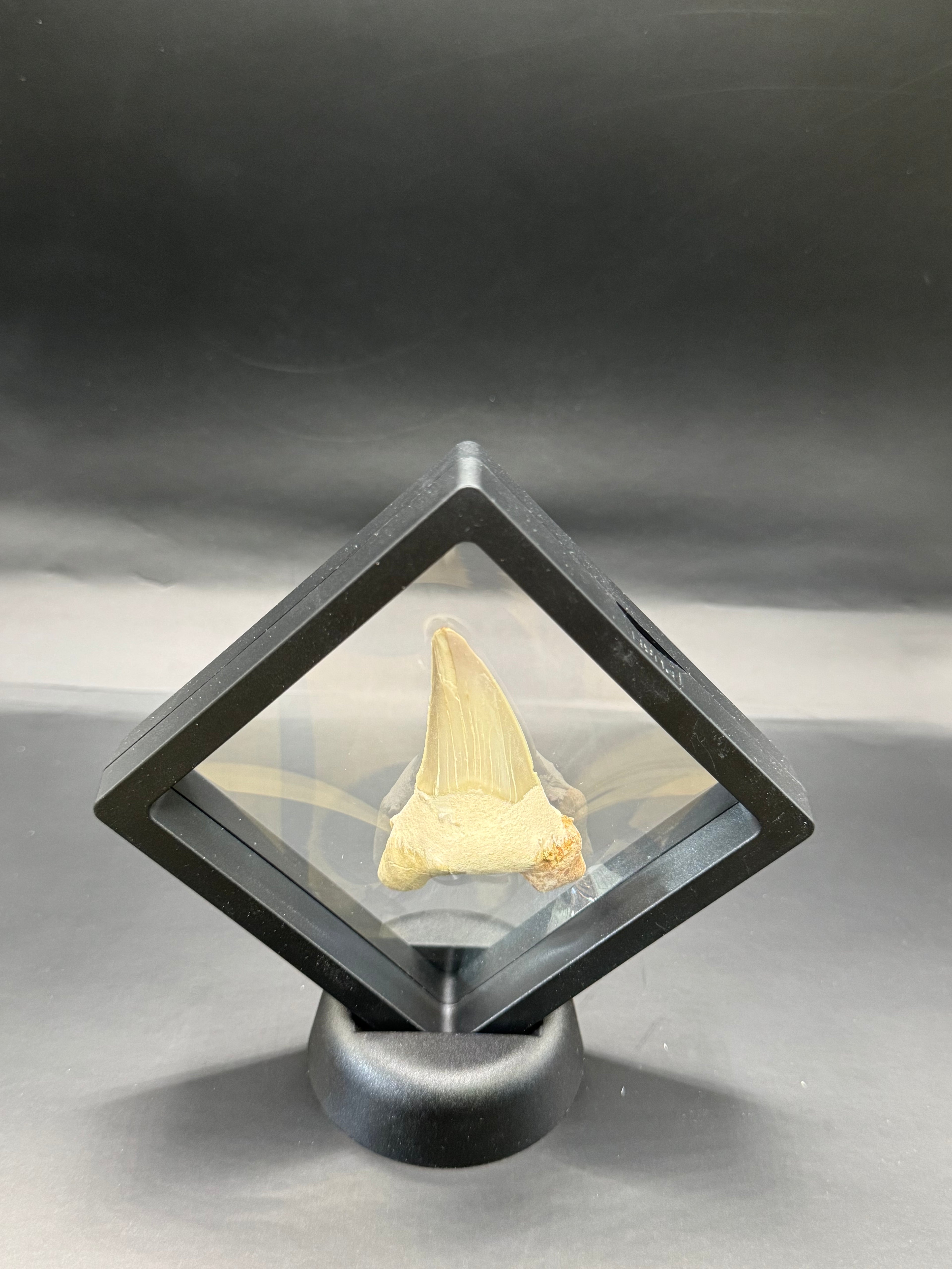 Shark tooth.