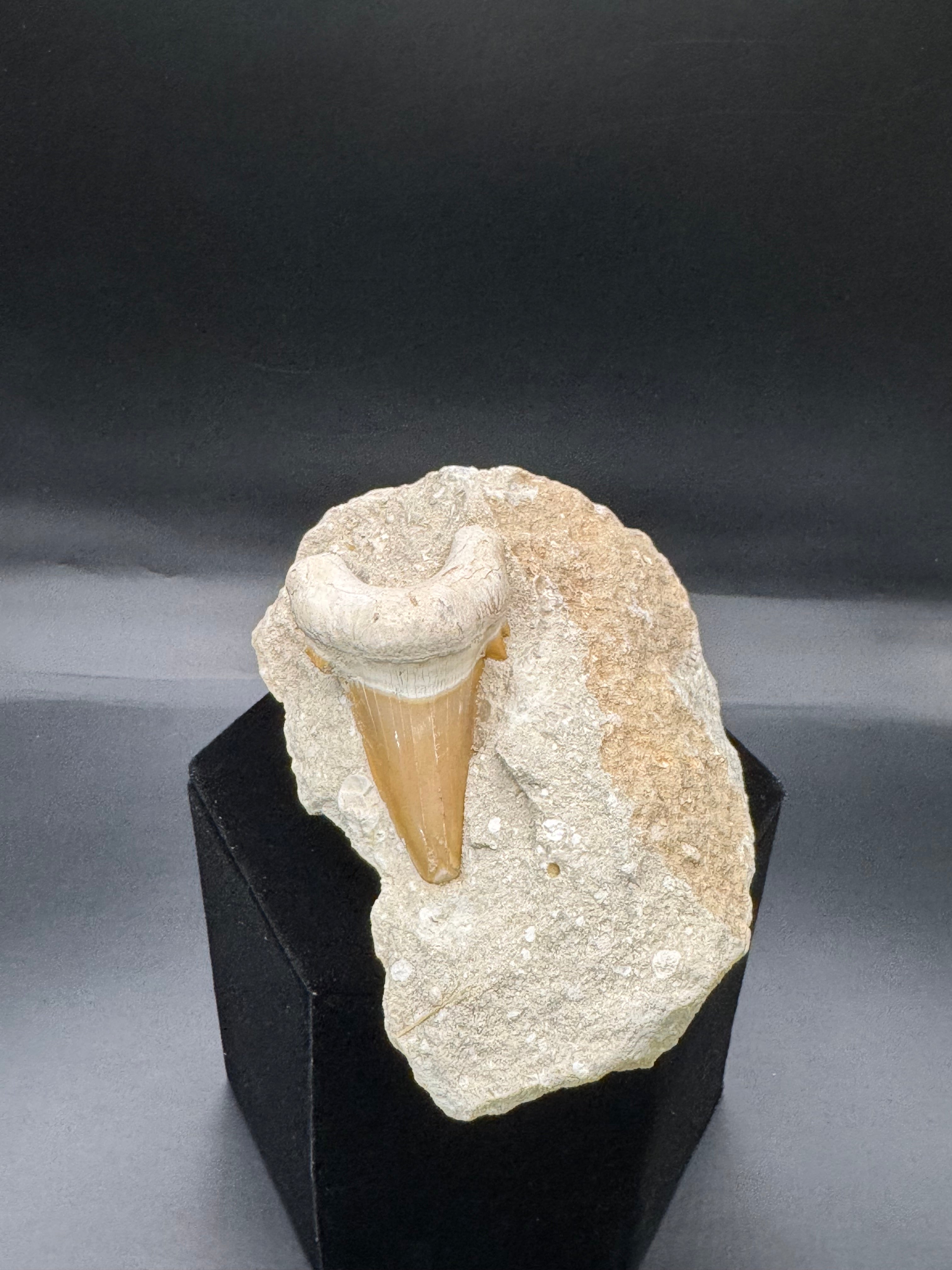 Shark tooth in rock.