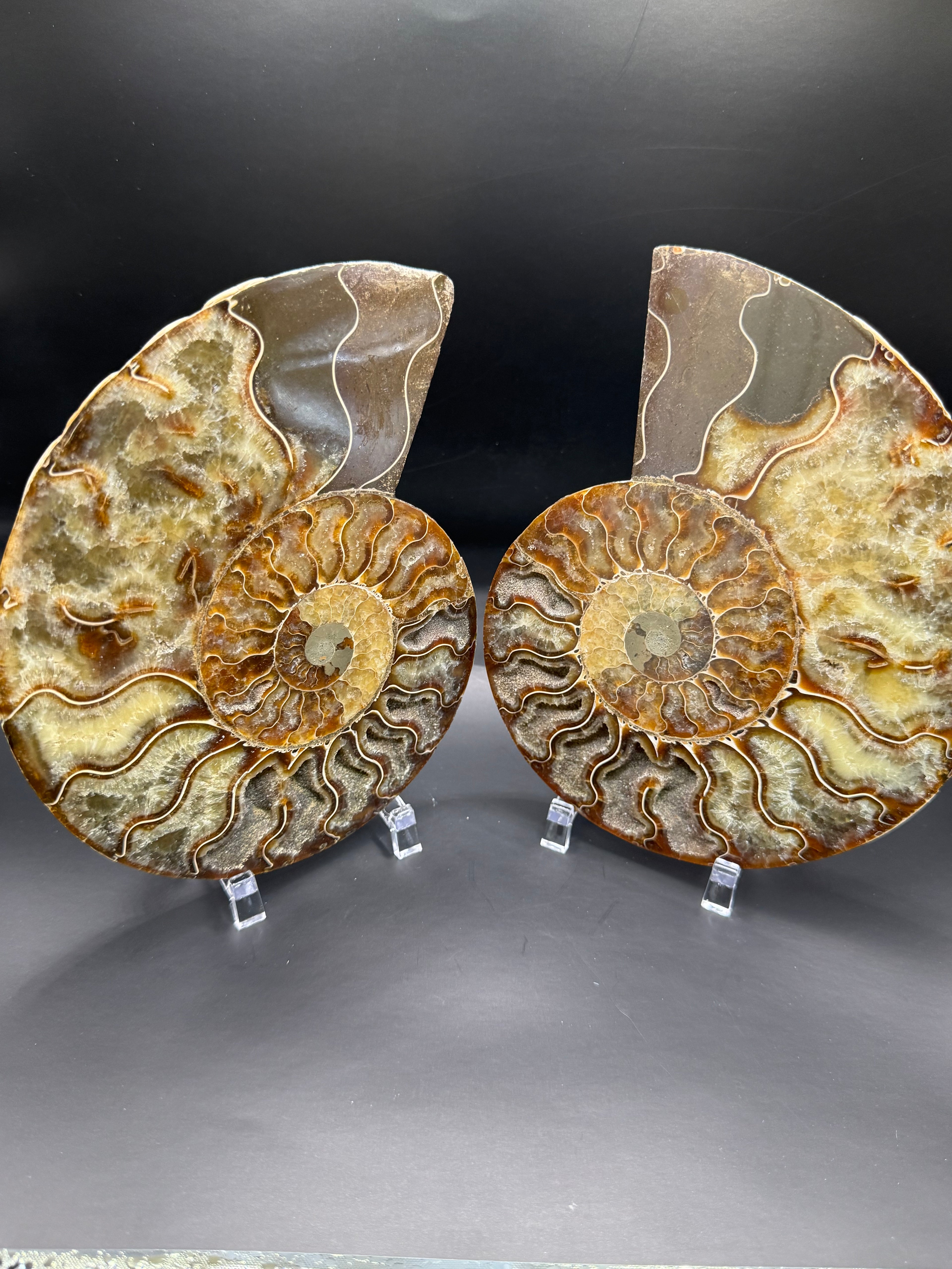 Madagascar Amonite.
