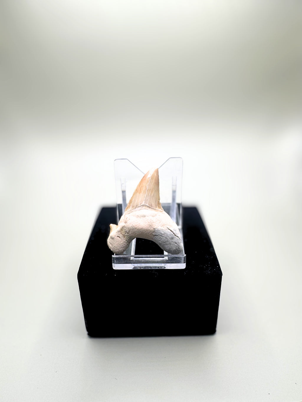 Fossils starter kit
