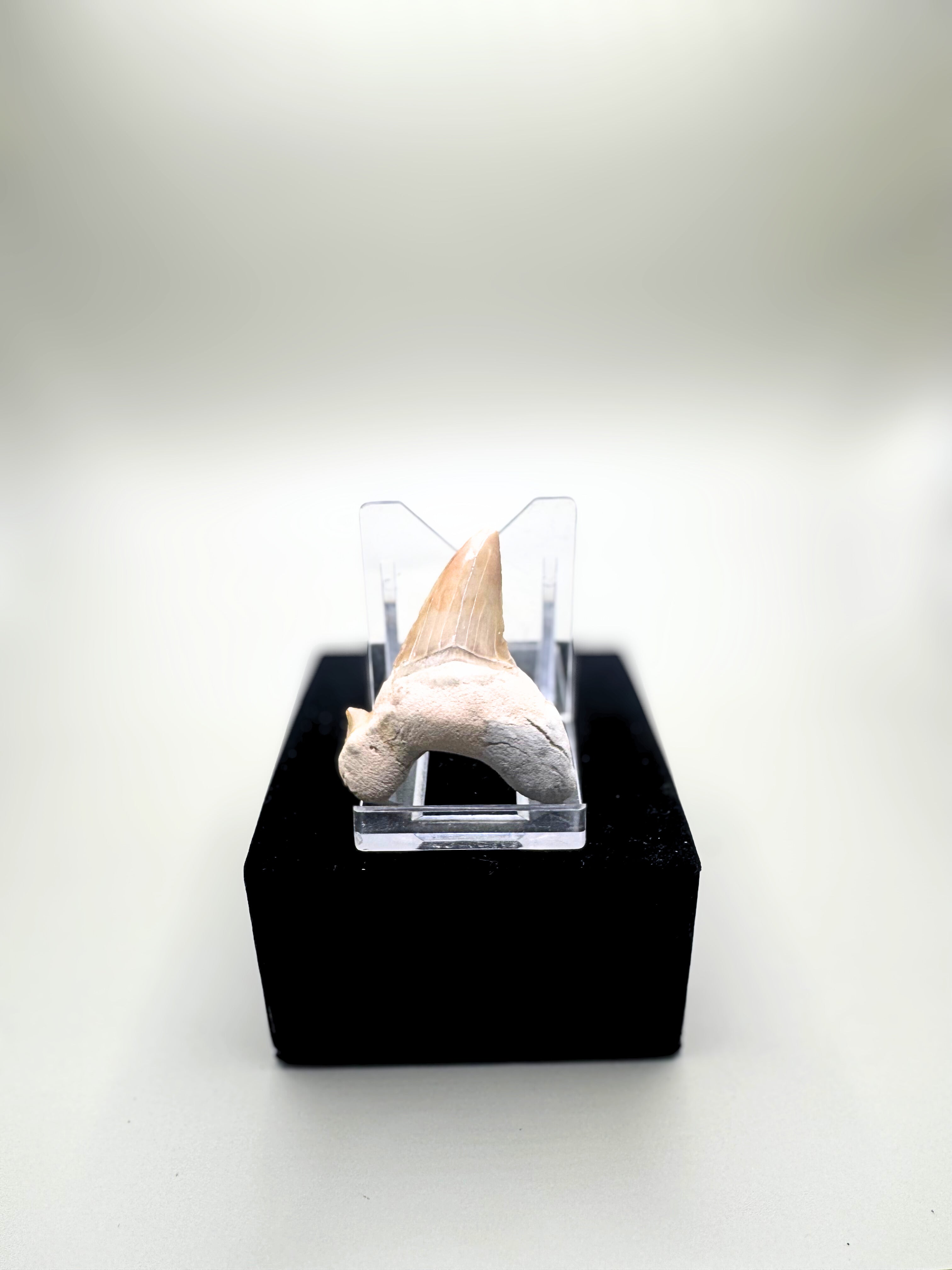Fossils starter kit