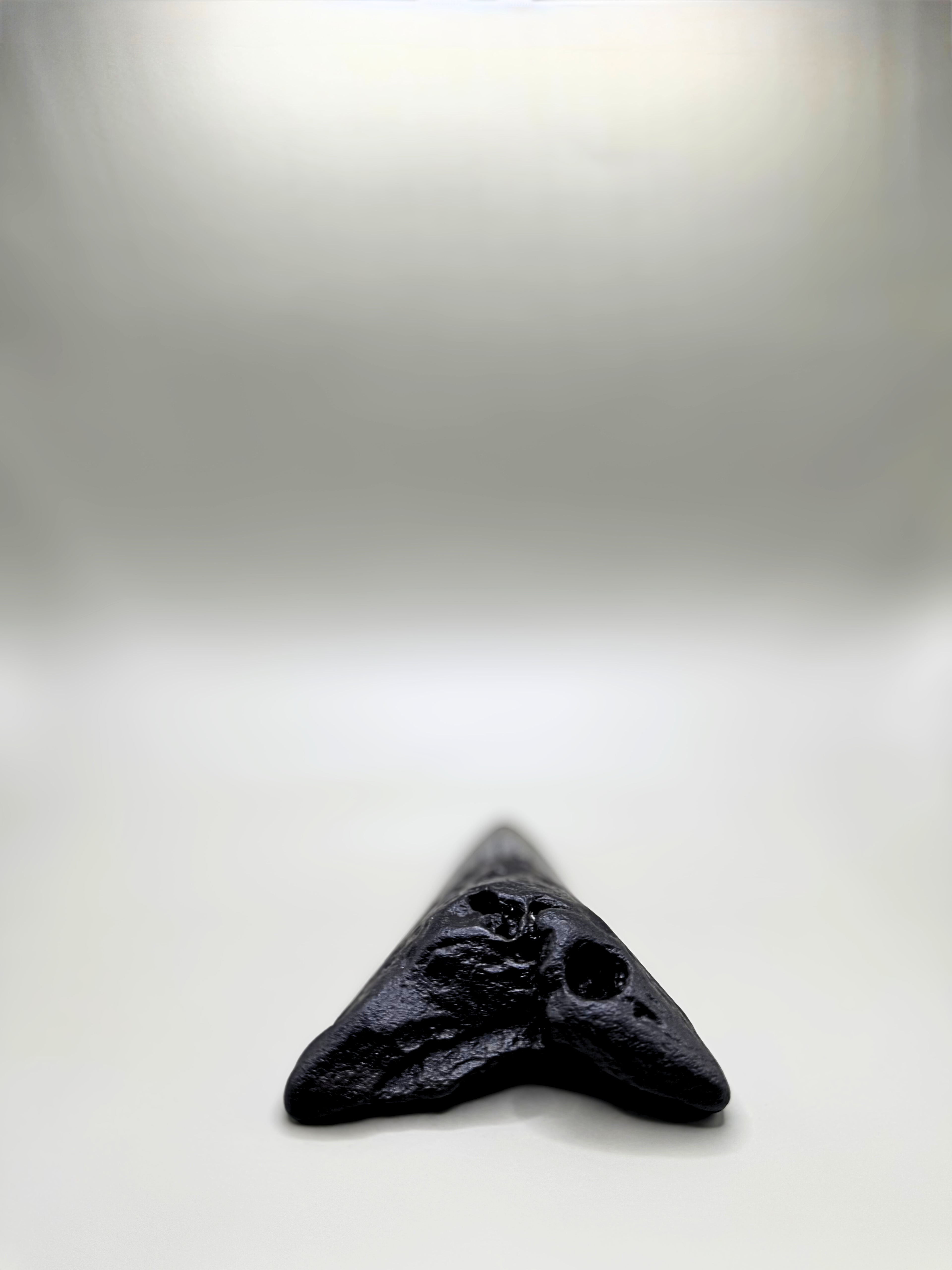 Megalodon tooth