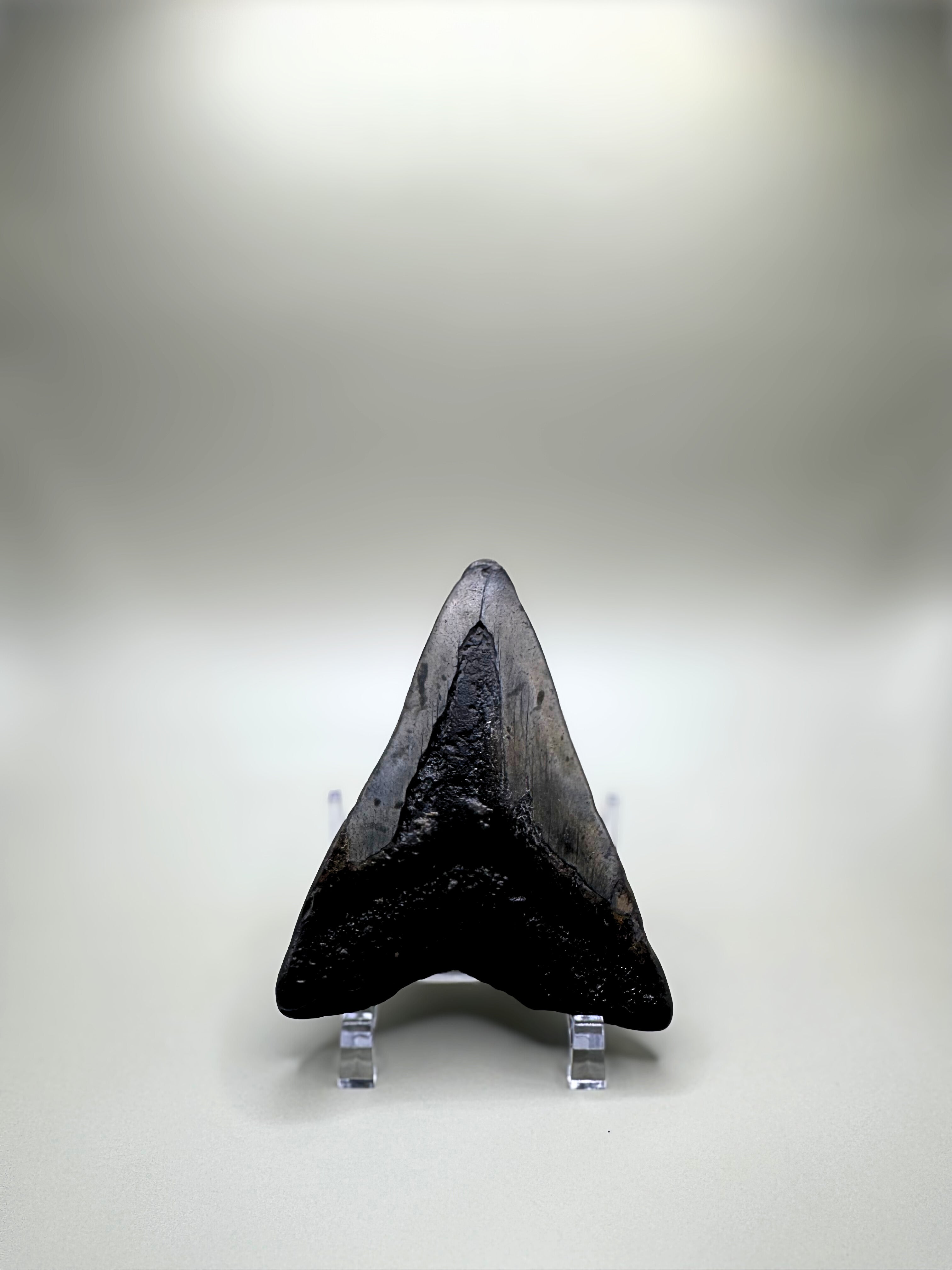 Megalodon tooth
