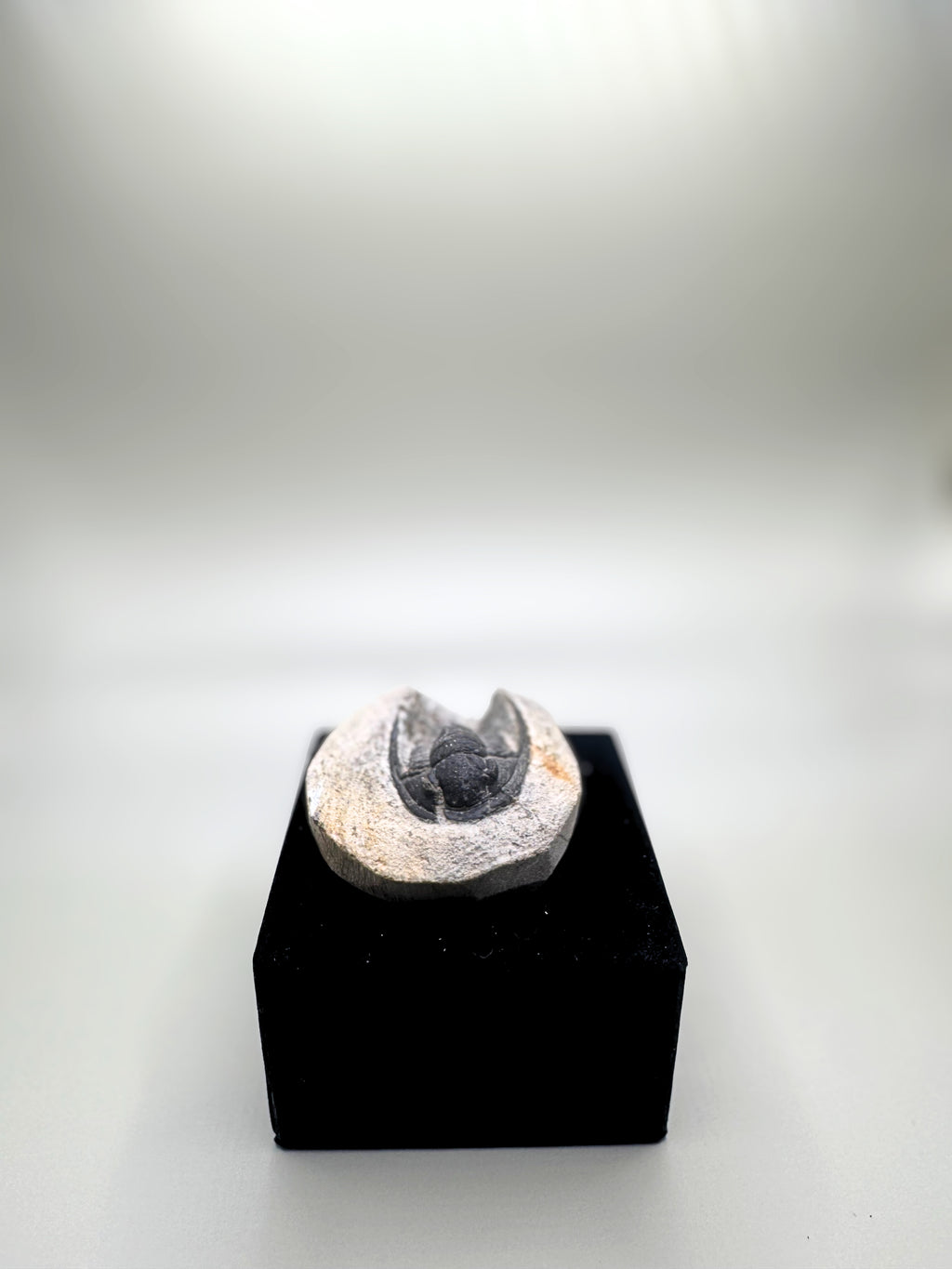 Trilobite.