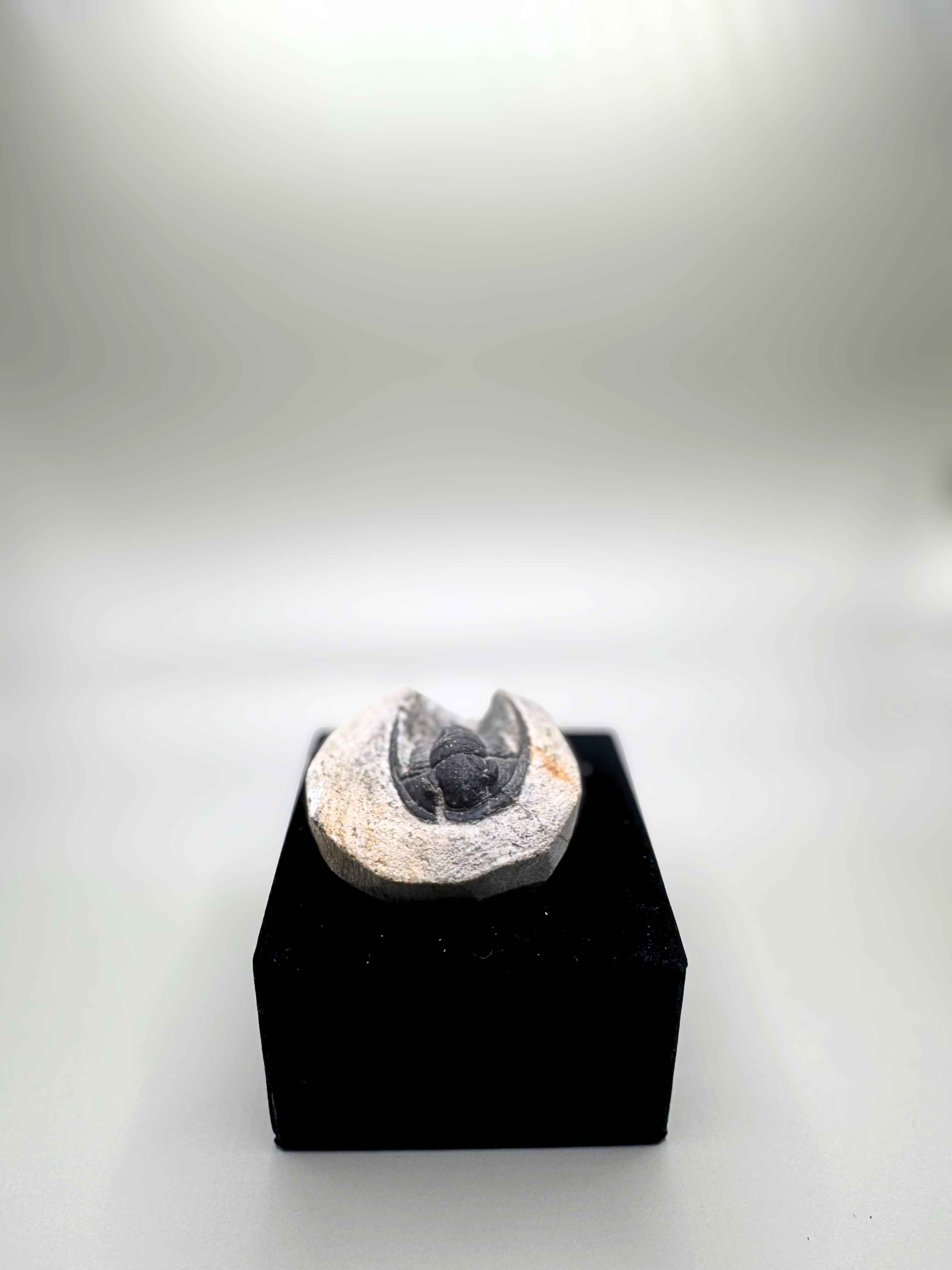 Trilobite.