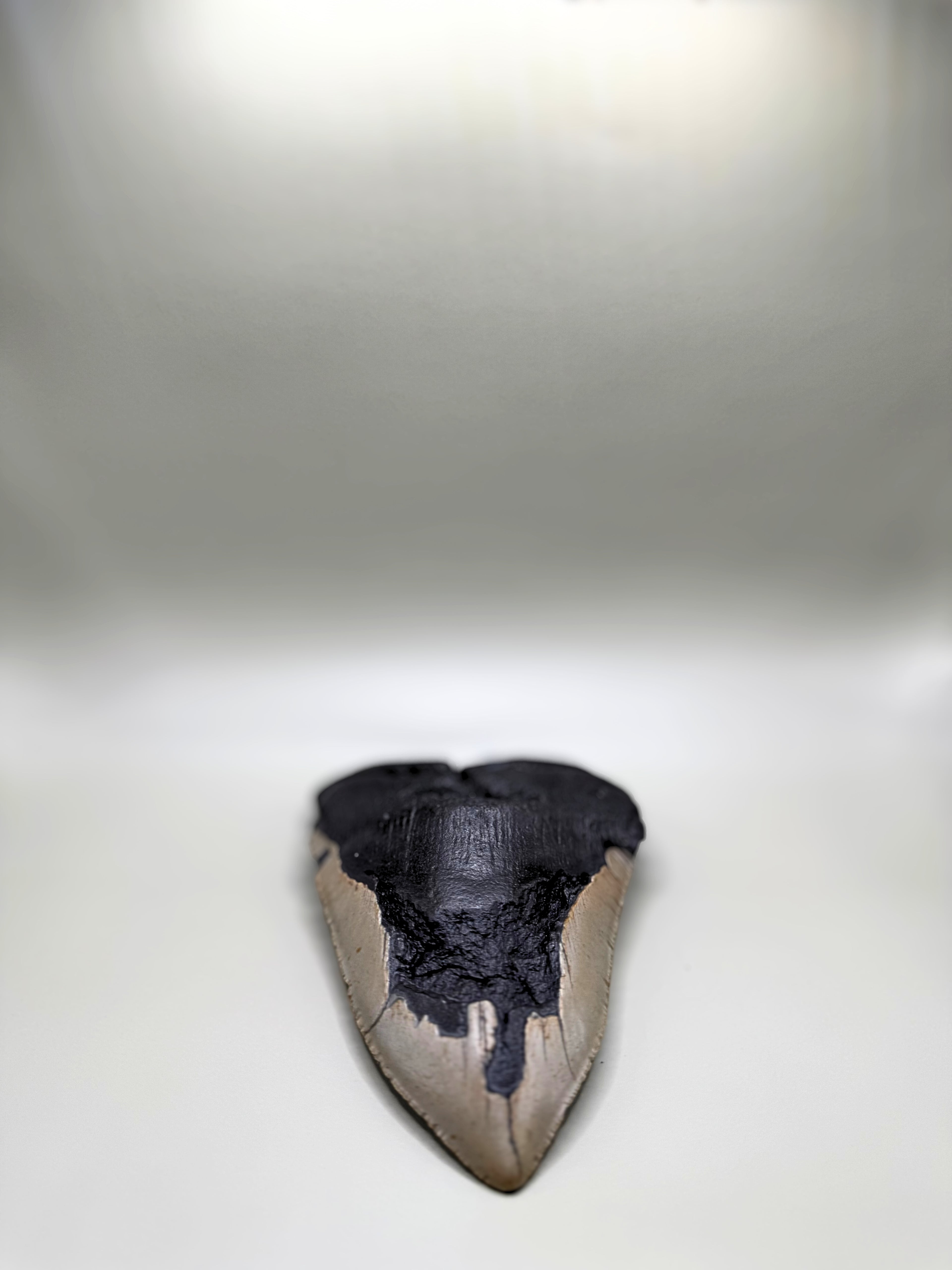 Megalodon Tooth