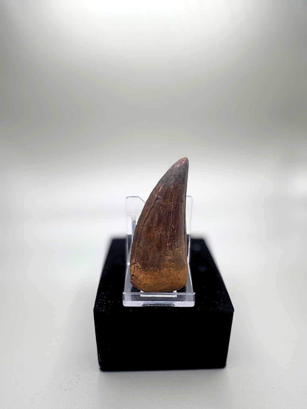Carcharodontosaurus saharicus (African T rex)