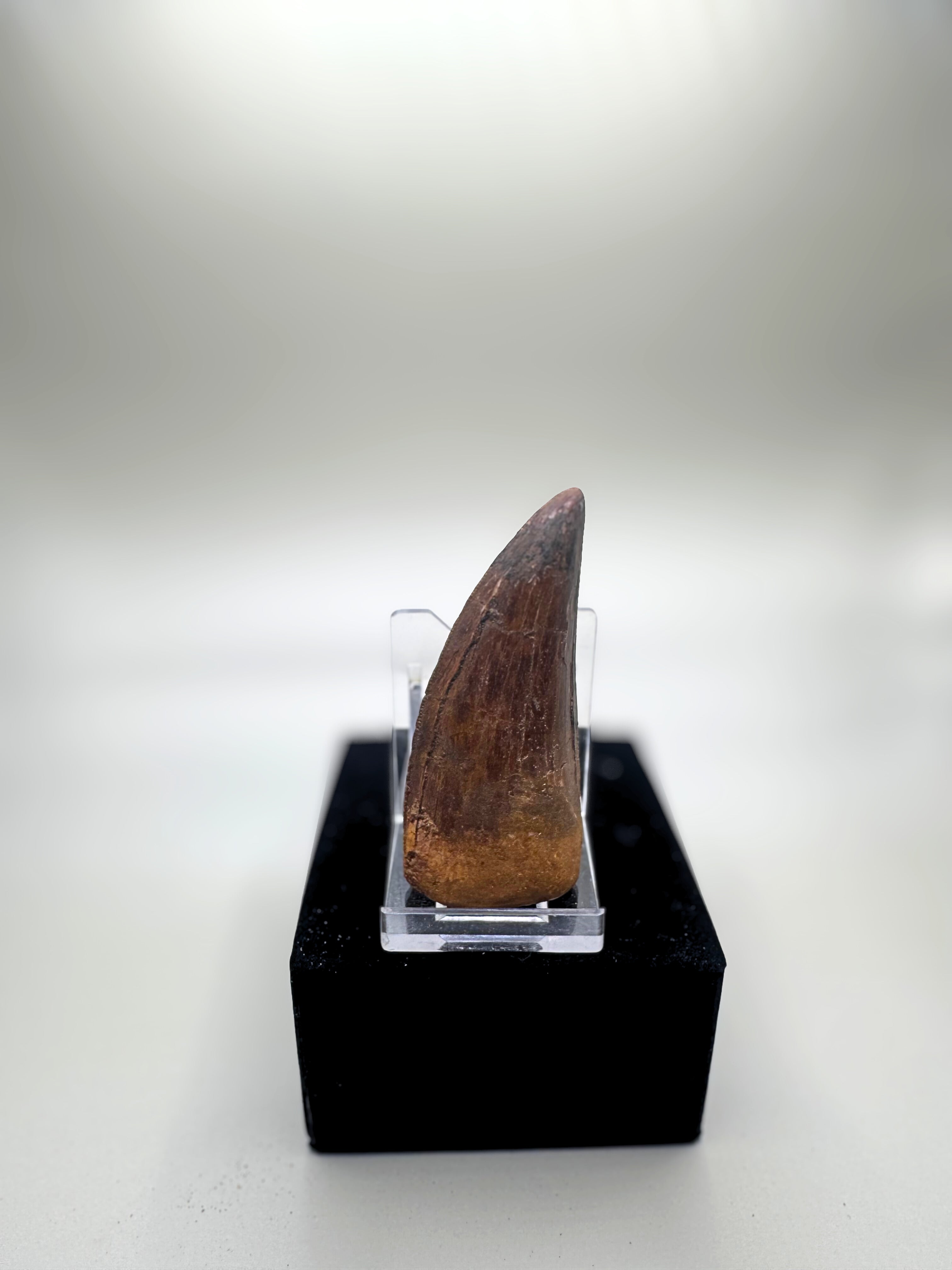Carcharodontosaurus saharicus (African T rex)