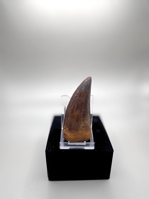 CARCHARODONTOSAURUS SAHARICUS (AFRICAN T. REX)