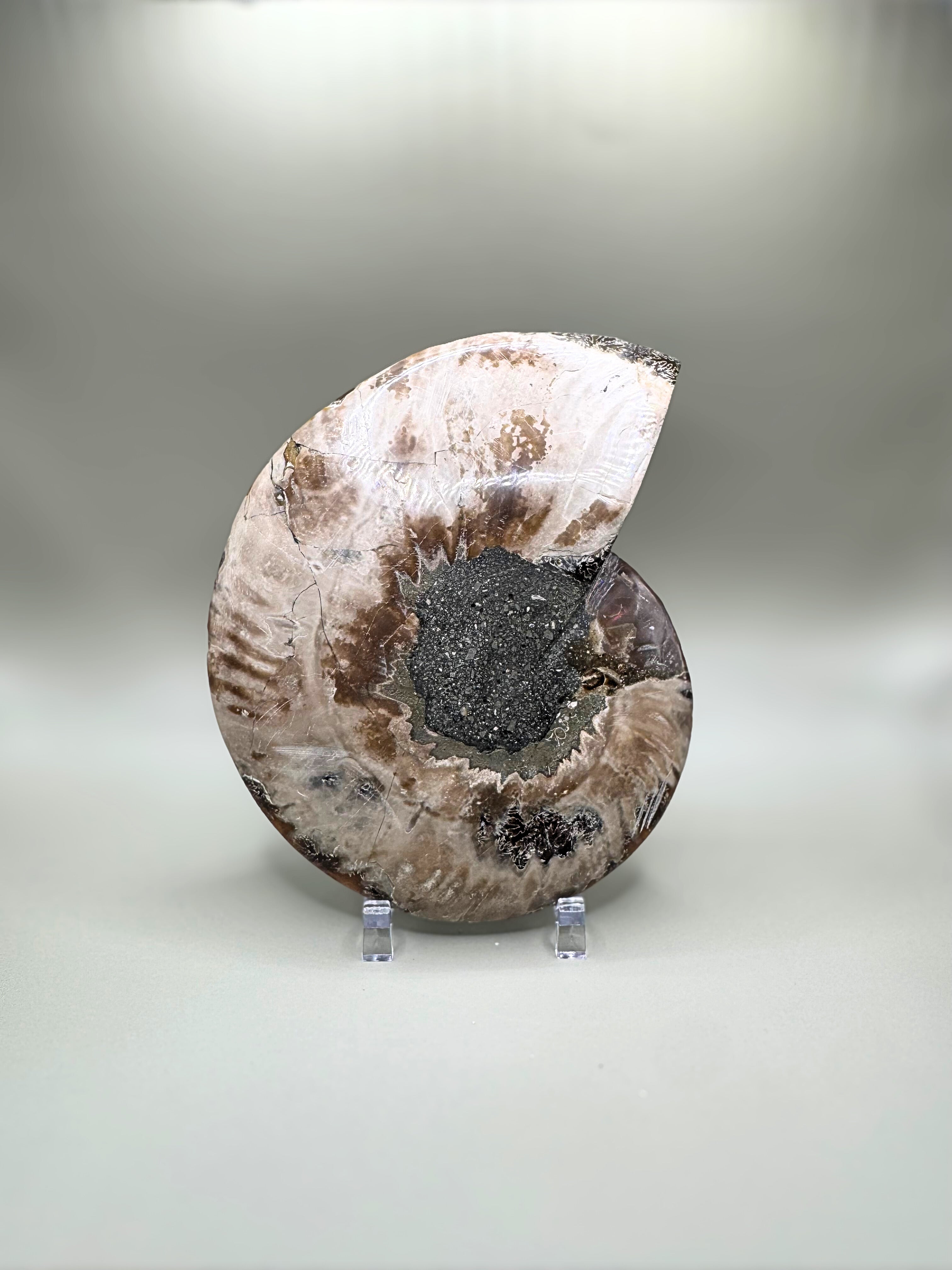 Madagascar Ammonite